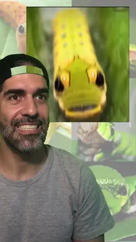 Se liga no mimetismo #biologia #animais #mimetismo #curiosidades #vocesabia #insetos 