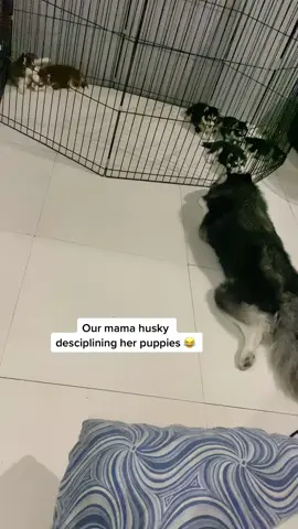 Wag daw kasi mag harutan 😭😂#dogsoftiktok #fyp #PetsOfTikTok #husky 
