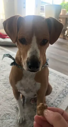 He will only whisper for a treat smh #dog #dogsoftiktok #dogmom 
