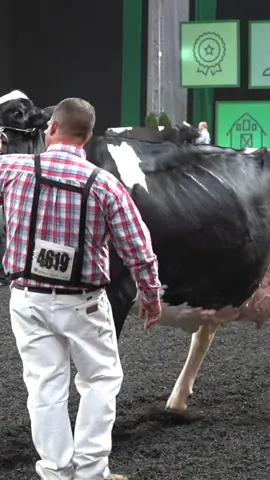 Ms Beautys Black Velvet #dairyshow #holstein #cattleclub #livestockgenetics #bullmother #voyage #blackvelvet_team 