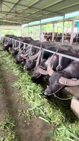 Mô hình nuôi trâu bò công nghiệp #nambeutv #traitrauhaiduong #nambeureview #xuhuong 