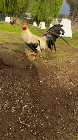 Gallos giros!! #electrofowl #electrofowlplus #electrofowlcompany #gallo #gallos #gallero #galleros #gamefowl #gamefarm #giro #giros #gallogiro 