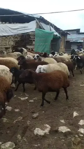 Bir maşallah alırız 🧿#düşersemhaberverin #aşkale #erzurum😜😜😛🤔🤔🇹🇷🇹🇷 #kesfeteyizzzzzzzz 