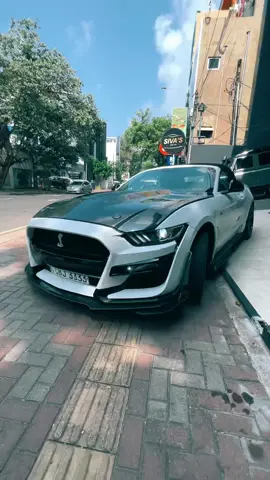 Sexiest mustang alive i’d say? 😍 #fyp #foryou #foroyupage #mustang #shelbygt500 #mustanglifestyle #prancinghorse #colombo #srilanka 