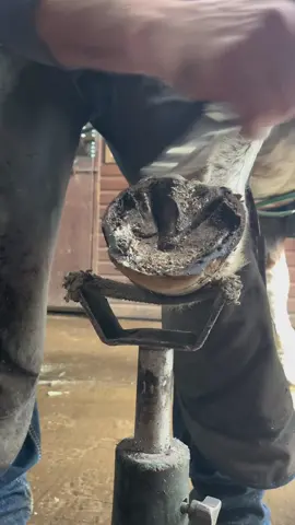 Always try to be a better version of yourself, you may be surprised how far you get! #forfarriersbyfarriers #farrier #farriersoftiktok #fyp #fypage #fypシ #foryou #horse #equestrian #viral #inspiration #lewishamilton #verifyme 