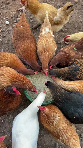 Time to eat! #chicken #chickens #farm #eat #eating #fyp #foryoupage #chickensoftiktok #chickenlovers #chickenseating 