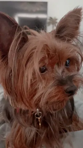 #Cheeky #fyp #yorkiesoftiktok 