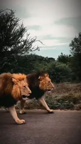 Brotherhood ⚔️.                          #foryoupage #fyp #fy #viral #animal #animals #lion #tiger #zoo #trend #trending #safari #nature #LearnOnTikTok #EduTok #awareness #learn #learning #education #educational #safety #wild #wildlife #edit #pets #zoology #blowthisup 