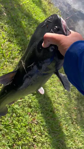 8lb catfish in a mega bass vision 110 jr. 