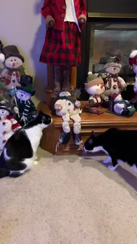 Great, now the snowman is a perv. 🤦‍♀️⛄️#rescuecat #rescuecatsoftiktok #catsoftiktok #PetsOfTikTok #catlover #cabinetcat #christmas #snowman #moose #holiday #christmasspirit #adoptdontshop #VoiceEffects 