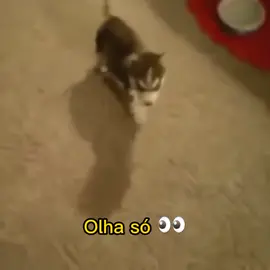 esse é meu garoto 🥰 #fy #fypシ #meme #pidao #cachorro #secretaria #shitposting 