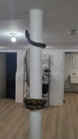 #ularbesar #ular menyeramkan 😱