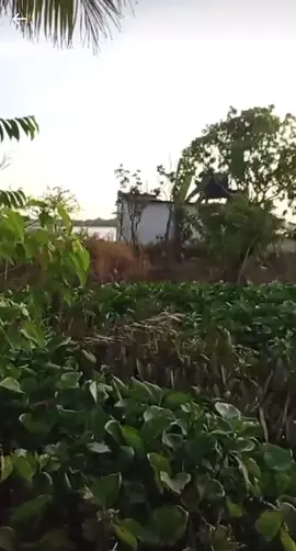 Đi làm dành dụm bao năm mua được mảnh đất để cất nhà, nhưng rồi vị lợi ít khai thác trái phép cát sông. Làm bao nhiêu người nhà tan cửa nát mất chổ ở tuyệt vọng chỉ biết đứng nhìn. Hậu quả sạt lỡ vào đất liền hàng trăm mét, và gần 10 hộ dân đã mất nhà cửa Long Hồ - Vĩnh Long (MONG MỌI NGƯỜI CHIA SẼ VÀ BÌNH LUẬN ĐỂ TRÊN CAO ĐƯỢC THÂY)