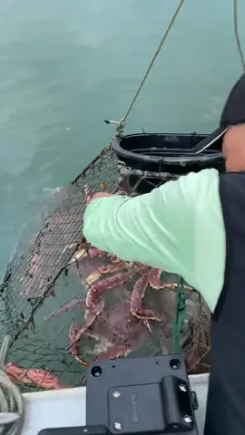 🐠🦀Alaska King crab catching 🐬🦞#fishing #fishinglife #kingcrab #seafood #sea #cooking #life #style #foryou #viral 