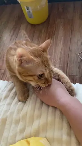 ủa cái gì zợ #meo #mew #cute #thucung #cat #sen