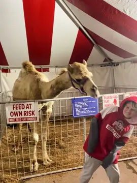 Recorded my kid getting bit by a camel. So there’s that. #happyholidays #camel 