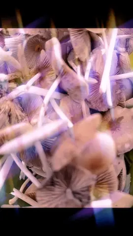 #halu #masrum #imajinasi #mabok #nakal #janganlupabahagia #galau #frustasi #brokenheart #asmarakacau #gila #edan #negative #dilarang#18+