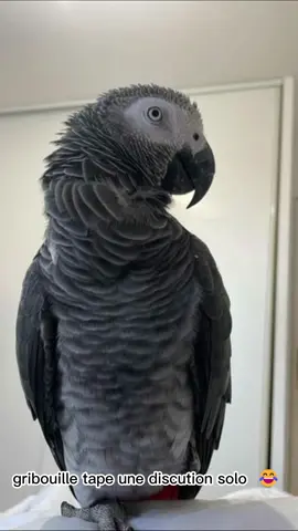 sacré poulet 🤣🤣