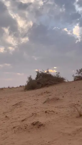 بر محمية الغضا  #عنيزة شيلة #أحمد_القرعاوي #تصوير_علي_السويد #الغضا #القصيم_بريده 