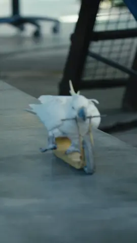 A white bird trained to ride a small scooter #shorts