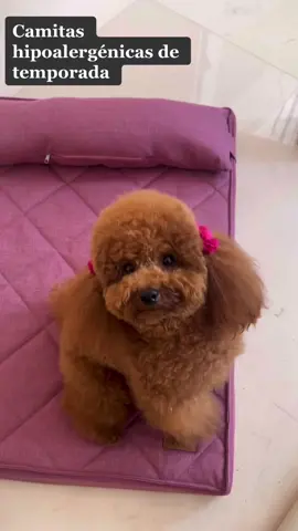 Nuestra hermosa Leia disfrutando de las camitas  pretty pet💕  #RECUERDEN ESTAMOS CON 20% off hasta el 18 de diciembre en todo camas  Primer modelo Strada Rose semi impermeable, cama verano 🌞  Segundo y tercer modelo cama Bunny más de 7 colores, hipoalergénica 💕   #prettypetperu #poodletoy #poodleredtoy #camasparaperros #perrostiktokers #perrosfelices #poodletoylovers #camasdeperros  