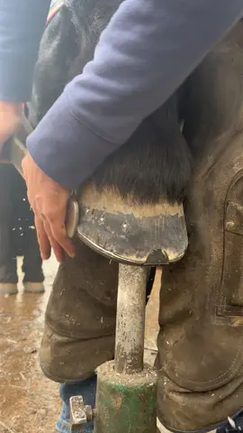 This boy shines too 😜 #forfarriersbyfarriers #farrier #farriersoftiktok #fyp #fypage #fypシ #foryou #horse #equestrian #viral #oddlysatisfying #inspiration #verifyme 
