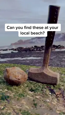 We found this perfect fossil which had been revealed by the previous high tide 🌊☔️ It had been quite waterworn around the edges, making it clear that a Jurassic fossil was hidden within 🏝🦖 If you’d like an ammonite rock to crack open, please message us directly @yorkshire.fossils or Visit our website Yorkshirefossils.NET (link in bio) For more videos, check out our YouTube channel Yorkshire Fossils 🏝 Thanks for supporting our page! 🐊 #fyp #natural #nature #fossil #fossils #ancient #animals #art #ammonite #ammonites #dinosaur #scientist  #minerals #paleontology #whitby #geologist #dorset #geology #charmouth #jurassic #yorkshire