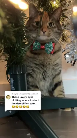 Replying to @ashasankar4 Lilith vs Ornament anchors part two. She brought reinforcements this time 😆 #ornamentanchorpartner #ornamentanchors #catsoftiktok 