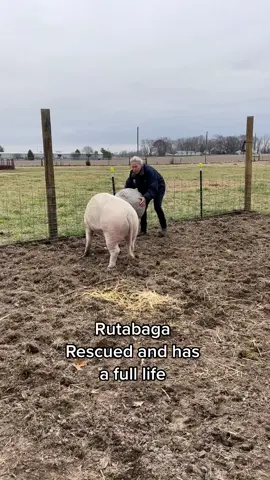 Rutabaga making friends with @FosterFarm&Asylum . Never to be food. #piglove #farmlife #pets 