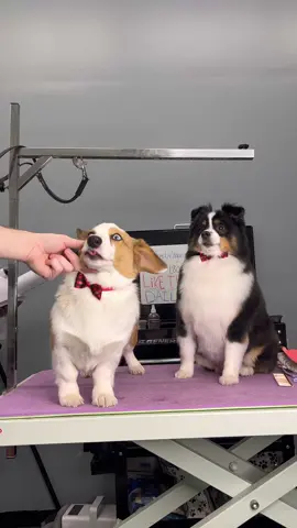 #corgi #corgipuppy #doggrooming #dogsbylogan #cutedogs #miniaustralianshepherd #dogs 