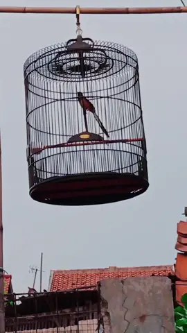 Murai Batu berjemur di pagi hari #GACOR #MURAIBATU 