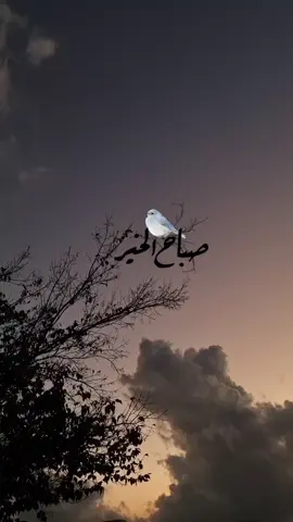 #صباح_الخير  #حالات_واتس  #اذكار_الصباح  #تصماميم 