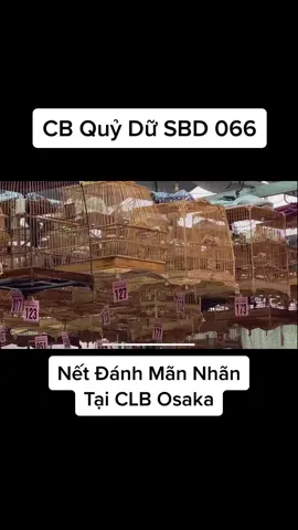 Thời đỉnh cao của “Quỷ” #chaomaobaydau #chaomaovip #chaomaogiarung #chaomao #chaomaohotdau #chaomao #chaomaomoi #quydu #chaomaodaugian #xuhuong #thailan #chaomaohue 
