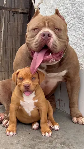 🚂CHANEL MONTE DOS SOARES COM SEU TITIO VOLVO MONTE DOS SOARES #canilmontedossoares #montedossoaresproduction #pitbull #pitbulls #pitbulllove #pitbulldogs #pitbullsoftiktok #pitmonster #americanbully #dog #dogs #doglife #doglove #doglover #DogTraining #dogsoftiktok #dogsofttiktok #pet #pets #PetsOfTikTok 
