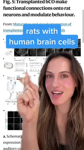 comment what you’d call them 🐀🧠 #LearnOnTikTok #scienceexperiments #askcleo 