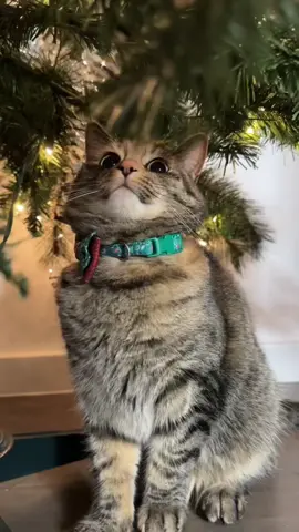 Replying to @kristinhyland Indeed she has 😆 #ornamentanchorpartner #ornamentanchors #catsoftiktok #PetsOfTikTok 