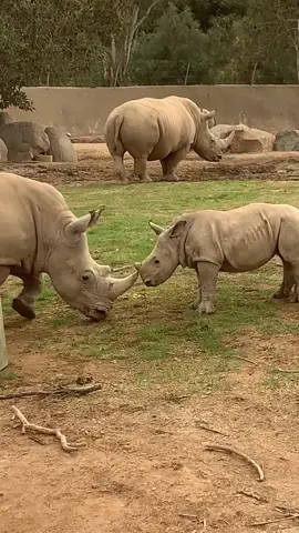 If you wanna play hard, you gotta train hard. 🦏 💪 