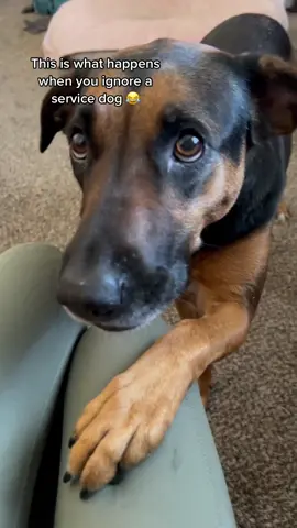 She’s moody with me when I ignore her 😂 #dog #servicedog #servicedoglife #servicedogsoftiktok #servicedogteam #disabled #fyp #viral #fypシ #fypage 