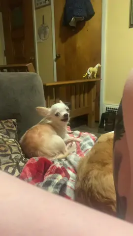 nervous 😬 nelly edition #singinghoneyboo #singingdog #talkingdog #smartdog #dog #sing #song #chihuahua #relatable #wholesome #cute #funny #funnyvideos #fyp 