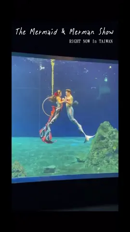 美人魚表演片段🧜🏻‍♀️ The mermaid & merman show in TAIWAN #美人魚 #mermaid #merman #人魚 #遠雄海洋公園 