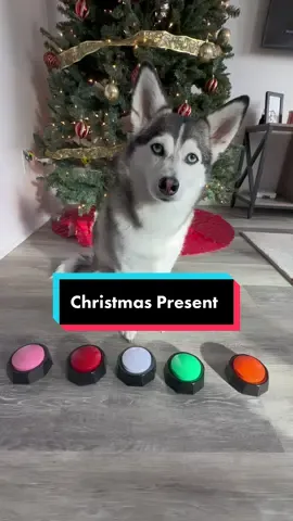 Who needs a Christmas present when you already have me B****? 😂😂😂 #tiktokholidays #dogs #christmas #christmaspresent #doglover 