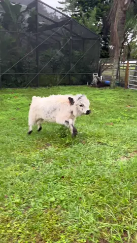 Starla 💖 having some bouncy fun! Listen closely to hear her laugh! 🤣 #PetsOfTikTok #petcow #friendlycows #hobbyfarm #farm #cow #moo #foryou #foryoupage #babyanimals #cowlover #calf #cowlover #calf #starla #cowfunny #babycowsoftiktok #floridafarm 