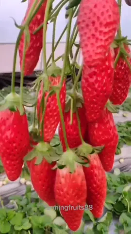 long strawberry#fyp #strawberry #viral #tiktokviral #foryoupage #fruit 