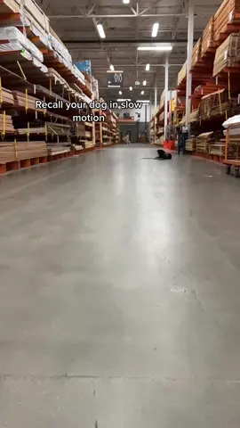 Cutie patootie #dog #gsd #blueheeler #rescue 