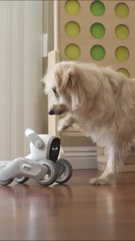 One robot pet with a lot of friends #loona #cute #dogs