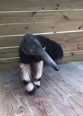 Bumi the giant anteater giving you a lil’ sniff Credit @nfwctally on instagram  #wildlife #anteater #sniff #funny #cute #happy #tag #foryou #fyp #wildanimal #extinct #giantanteater 