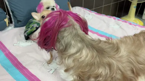 หยุมหัวกันอีกแล้ว