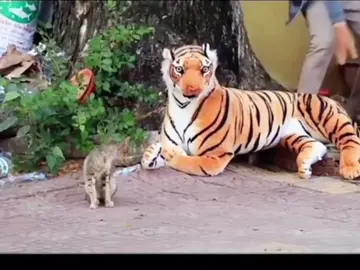 A fake tiger terrifies cat #funny #pet #prank 
