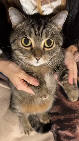 I don’t need your help, Thing!😹😹💕💕 #wednesday #catsoftiktok #foryoupage #kitty #funnycat #catlover