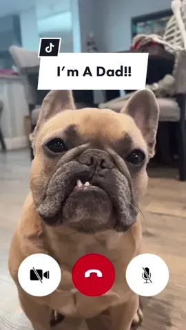 At least hes trying to be responsible? #newborn #babyalive #dogparents #dogdad #schooldropout #fatherhood #babyshower #frenchiesoftiktok #teef #dogsoftiktok #jasonbankscomedy cred @jasonbankscomedy 